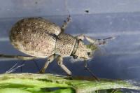 Strophosoma capitatum