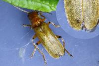 Cantharis pallida