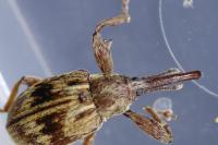 Anthonomus rectirostris