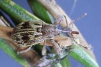 Anthonomus rectirostris