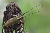 Agapanthia asphodeli