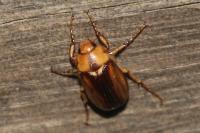 Rhizotrogus aestivus