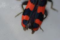 Trichodes alvearius