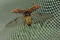 Polydrusus cervinus