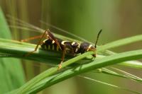 Clytus arietis