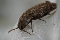 Agrypnus murinus