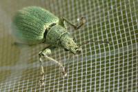 Polydrusus planifrons