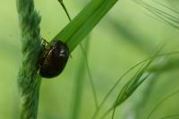 Chrysolina bankii