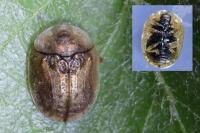 Hypocassida subferruginea