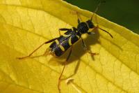 Clytus arietis