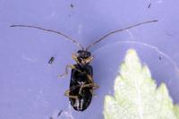 Luperus longicornis