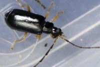 Luperus longicornis