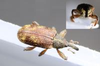 Bradybatus kellneri