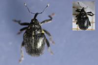 Ceutorhynchus picitarsis