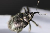 Ceutorhynchus picitarsis