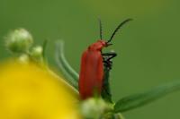 Pyrochroa serraticornis