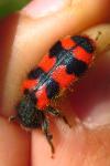 Trichodes alvearius