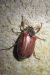 Melolontha melolontha