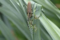 Agapanthia asphodeli