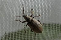 Phyllobius pyri