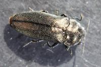 Coraebus elatus