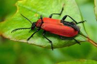 Pyrochroa coccinea