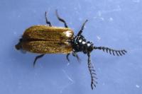 Drilus flavescens