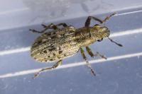 Sitona macularius