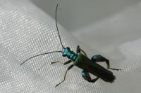 Oedemera nobilis
