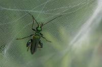 Oedemera nobilis