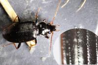 Nebria salina