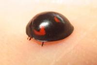 Exochomus quadripustulatus