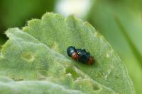 Podagrica fuscipes