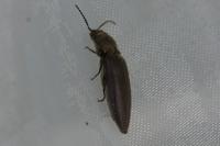Cidnopus pilosus