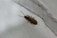 Rhagonycha nigriventris