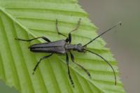 Stenocorus meridianus