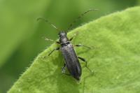 Grammoptera ruficornis