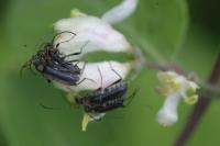 Grammoptera ruficornis