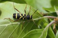 Clytus arietis
