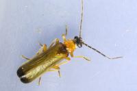 Rhagonycha lutea