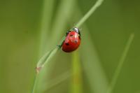 Coccinella septempunctata