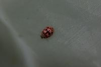 Oenopia conglobata