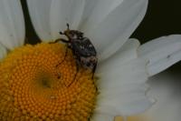 Valgus hemipterus