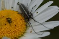 Agapanthia