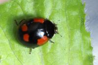Adalia bipunctata