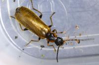 Rhagonycha nigriventris