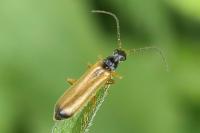 Rhagonycha lignosa