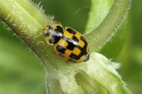 Propylea quatuordecimpunctata