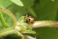 Propylea quatuordecimpunctata