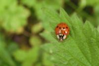 Harmonia axyridis